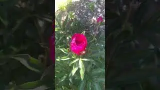 Мои цветы на даче. Пионы, лилии