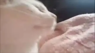 кот качает головой под музыку