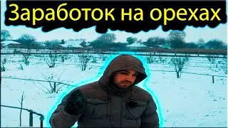 Бизнес: Ореховый сад: Математика ореха(фундука)$ #2