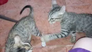 Habéis intentado fotografiar gatos locos?