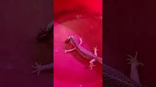 так мы кормим свою Мамба Туркменскими тараканами с кальцием!!!! съедает от 5 до 12 шт за один раз