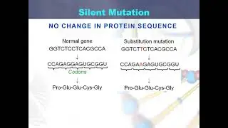 Silent Mutation