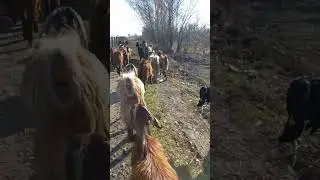 GOAT MATING !! | Failed Attempt 1 | More To Come