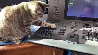 Cat playing with digital lighting console