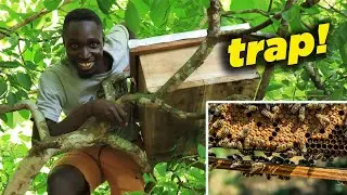 Setting a TRAP to Attract BEES from the Wild