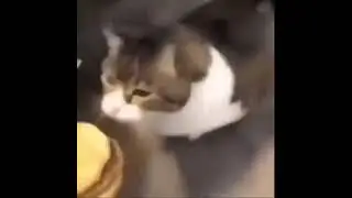 Kitty can haz cheesburg