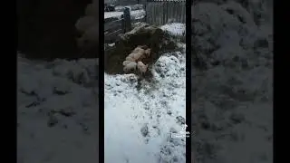 Банда поросят