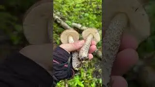 Черноголовики