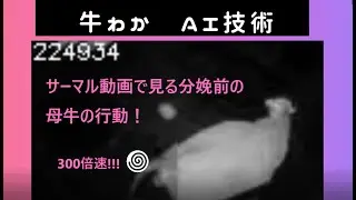 牛わか AI技術！　Calving Alert Systems, ushi-waka