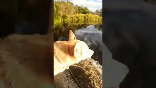 Собаки тоже на рыбалке 🐕🎣 