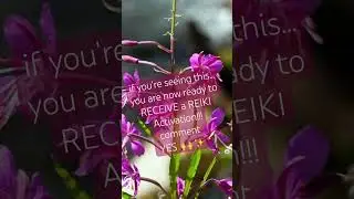 Are you READY to receive REIKI 🙌✨