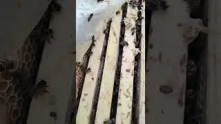 Мед с ивы. Первая побелка на рамках.