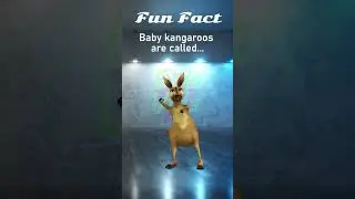 Fun Facts : Kangaroo Edition 🤣