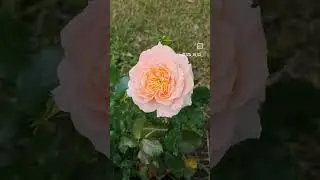 #flover #garden #цветы #роза #розы #rose #rosé #розочка #розочки #flower #flowers