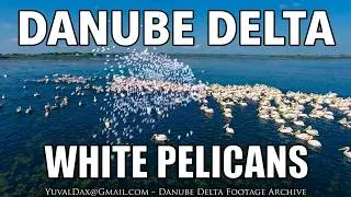 Danube Delta - White pelicans feeding / Aerial