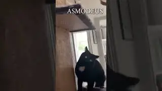 #котики сатаны