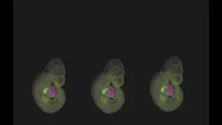 Ei, foetus, baby