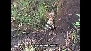 #Ukraine Liberates Racoon. Watch till the end, #hilarious