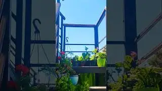 30.07.24 АДЛЕР село Черешня.  Цветочное Настроение 🌹🌹🌹