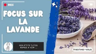 Focus sur l'huile essentielle de lavande
