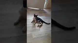 oyuncu bu kediler #cat #kedi #funny #shorts #shortvideo