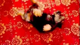 Чарли-танцор