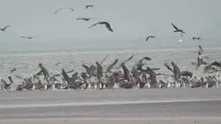 Dolphins 🐬 🤗 + ♫