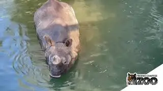 Cool Zoo Animal Enrichment - Keeping Cool