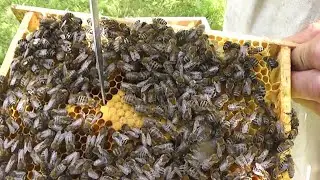 You can safely keep the unfruited ones for 25 days
