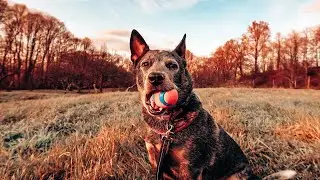 Playing Fetch & Training my Blue Heeler