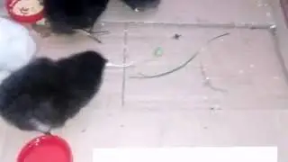 Вылупились цыплята