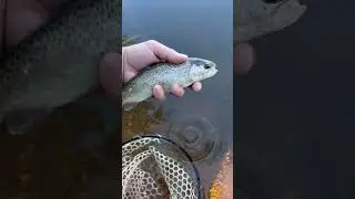 Trout fishing catch and release #fishing #shorts