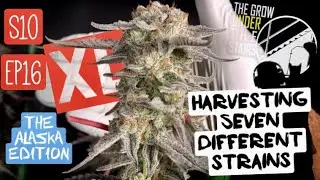 S10 EP16:  i Dont want some of yall as followers no mo’ + End harvest nug porn under spider farmer