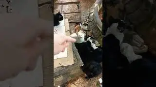 Бездомные коты на алжирском рынке! Des chats errants au marché algérien! القطط الضالة.