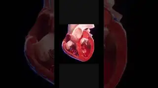 #doctor #heartbeat #anatomy #heartbeatsound #neet #heartbeats #science #viral #education #study #yt
