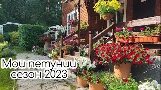 Мои петунии ампельные и махровые сезон 2023 Сорта, уход, миксы