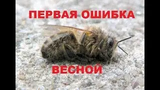 Bees flew in the spring. The first lamentable flight of the family. Lack of feed.