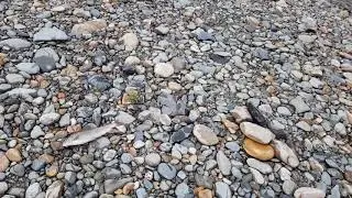 Зачётный хариус, река Кия