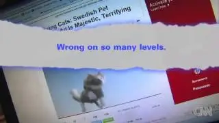 Skydiving cats cause uproar
