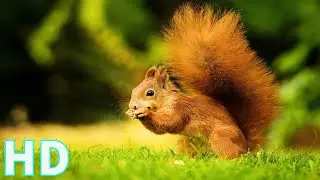 Squirrel Stock Footage | Small Animals | Royalty Free | No Copyright videos