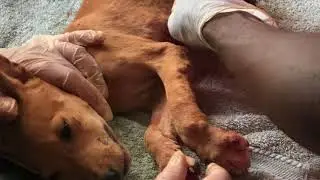 Sauvetage par la LPA de chiots pleins de vers de Cayor sur un site en construction