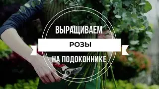 Выращиваем розы на подоконнике. Плоды моей работы