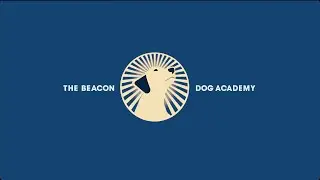 Key Dog Training Gear: Collars | The Beacon Dog Academy