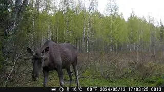 20240513 лось лёг под фотоловушкой