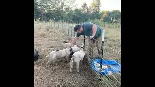 5 Mistakes We Made Homesteading