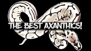 How to Make the Best Axanthic Ball Python Combos!