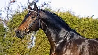 Amazing Horse - Holsteiner Horse