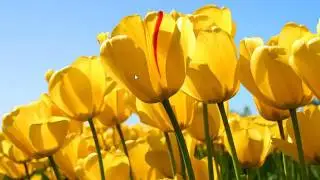 How to use Image Background and Color in Java Use Netbean | How to add Image to background in Java