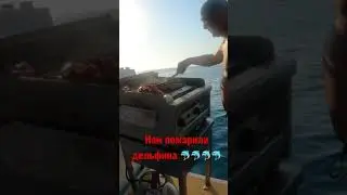 Нас кормили дельфином 😨😨😨