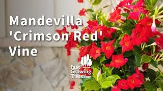 Mandevilla 'Crimson Red' Vine | Fast Growing Trees